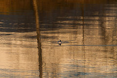 abstract fine art gallery