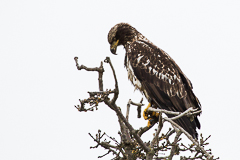 bird fine art gallery - eagles hawks owls ducks herons cranes 